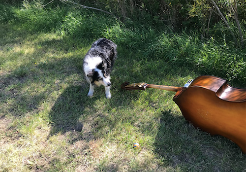 dog standing next to bass guitar